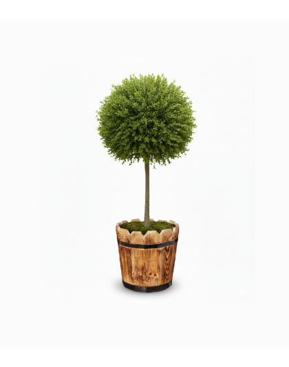 wood plant pot 2 وعاء نباتات خشب